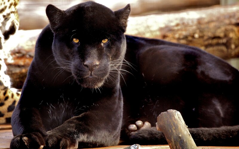 Black Panther Lying Down