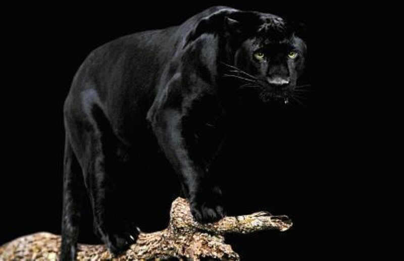Black panther on a log