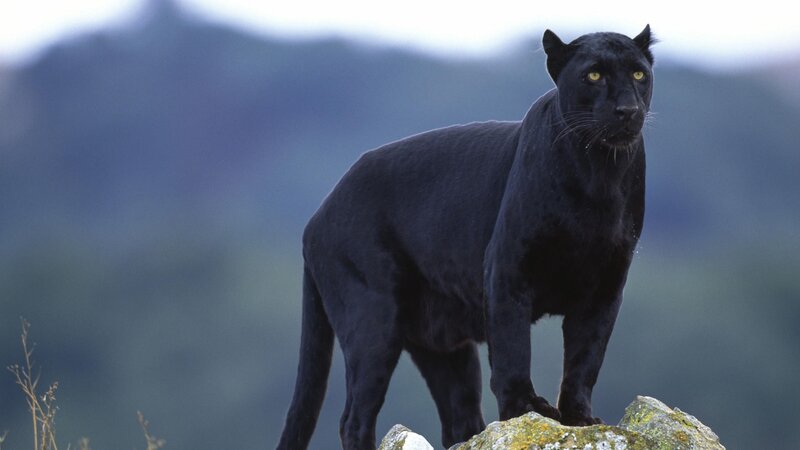 Black panther on a rock