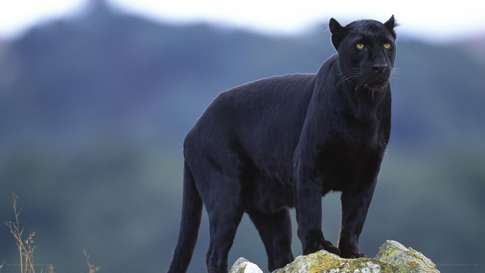 Black panther on a rock