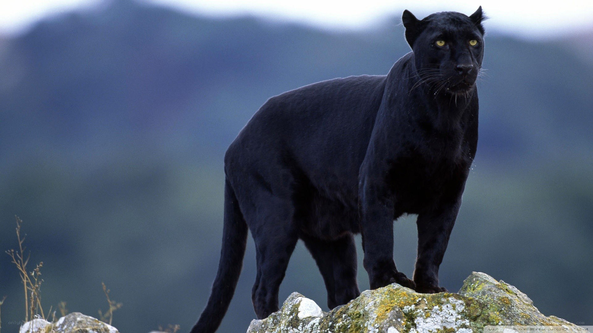 black panther on a rock