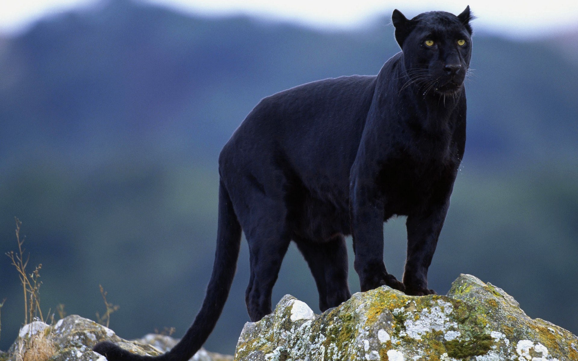 black panther on a rock