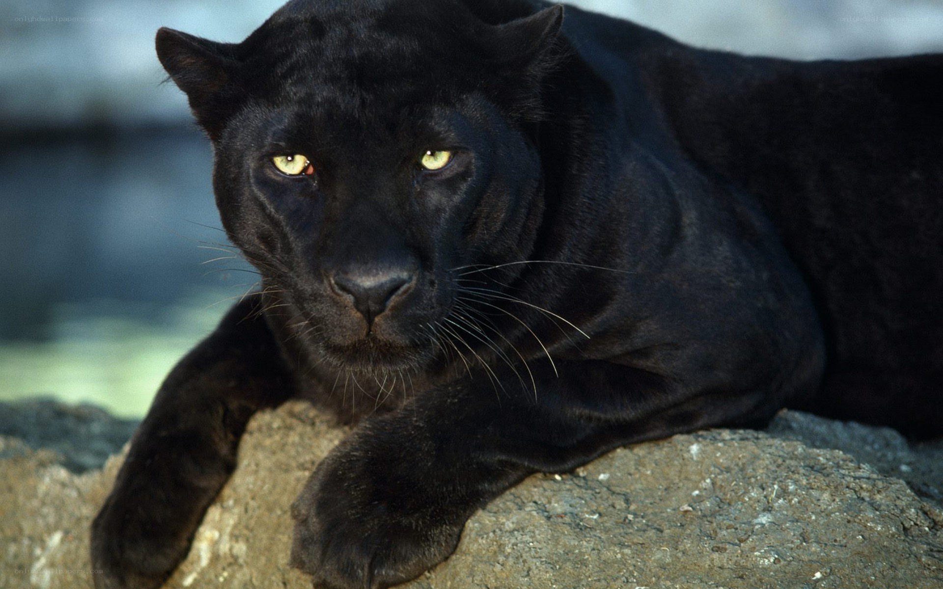 Black panther on a rock