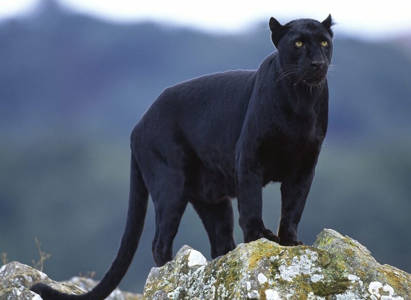 Black panther on a rock
