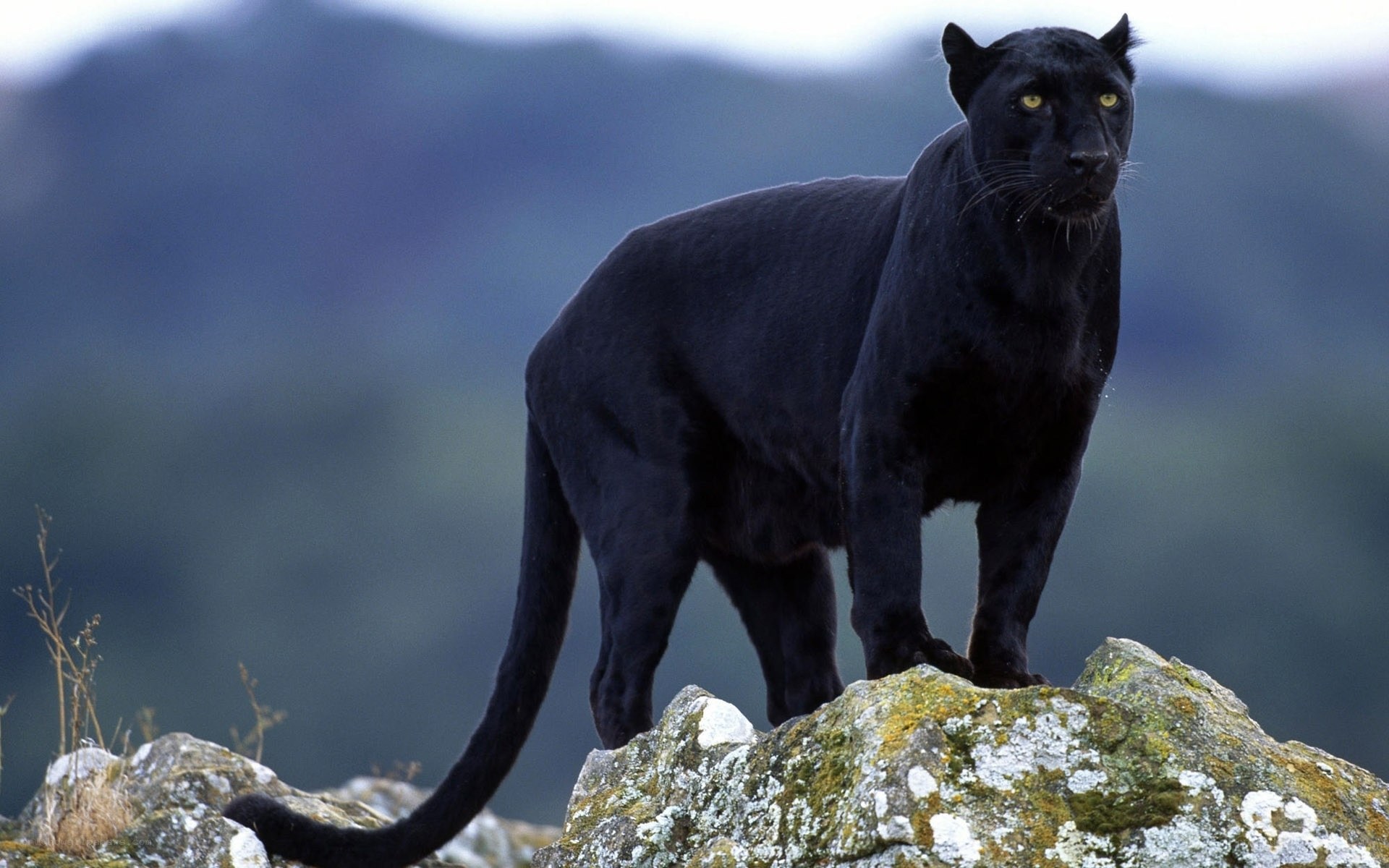 Black panther on a rock