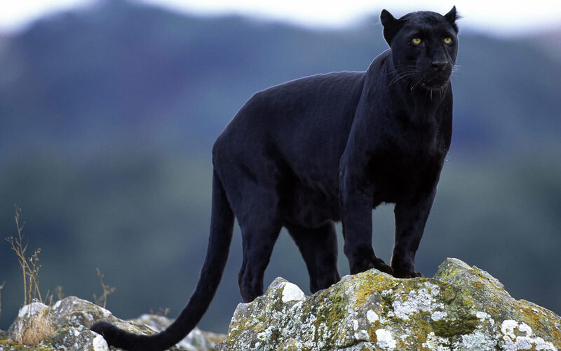Black panther on a rocky outcrop
