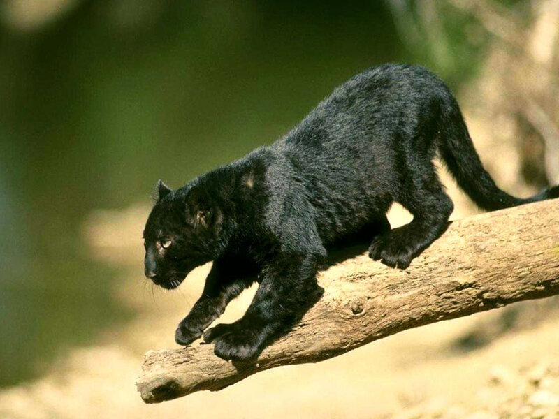 Black panther on a tree branch