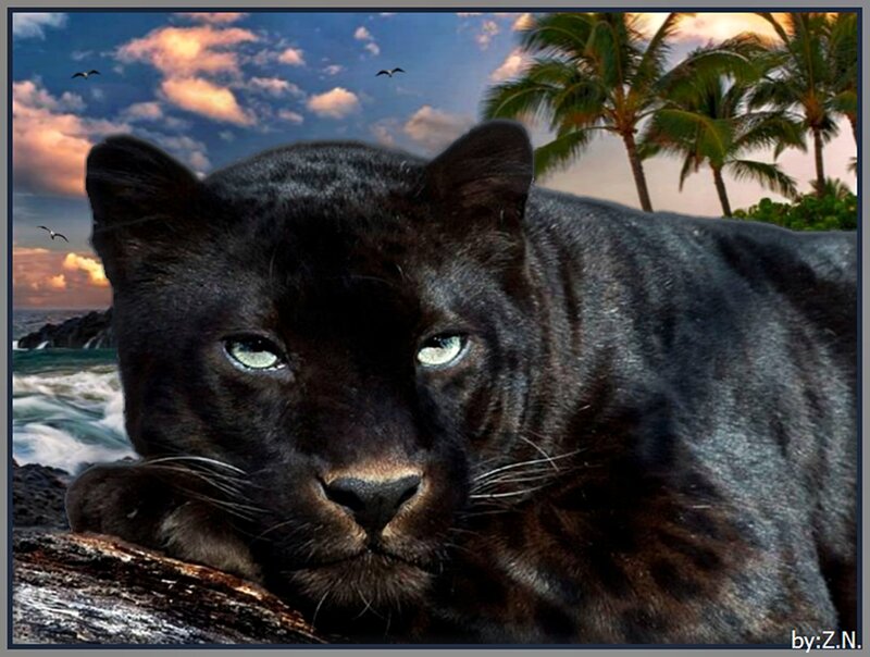 Black Panther on Beach