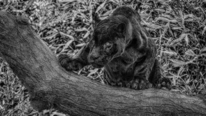 Black Panther on Branch — Dramatic