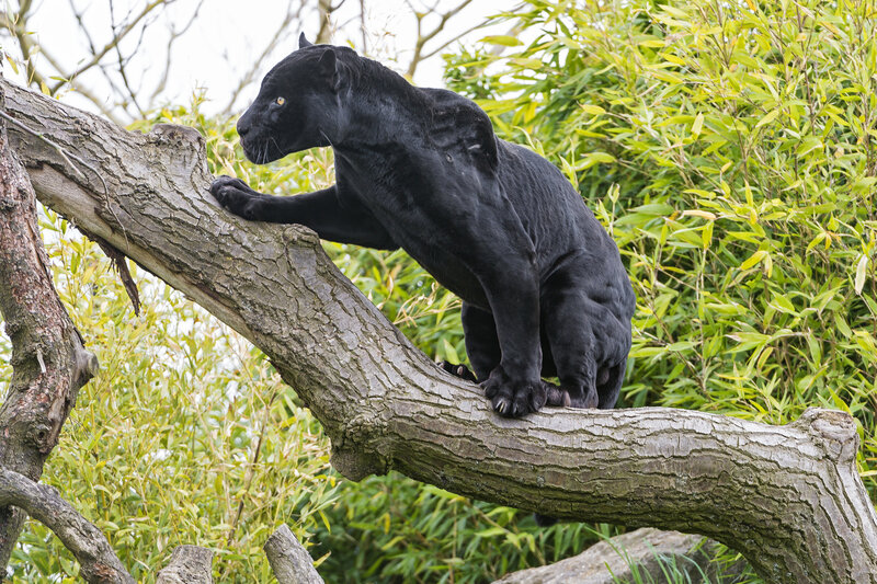 Black Panther on Branch