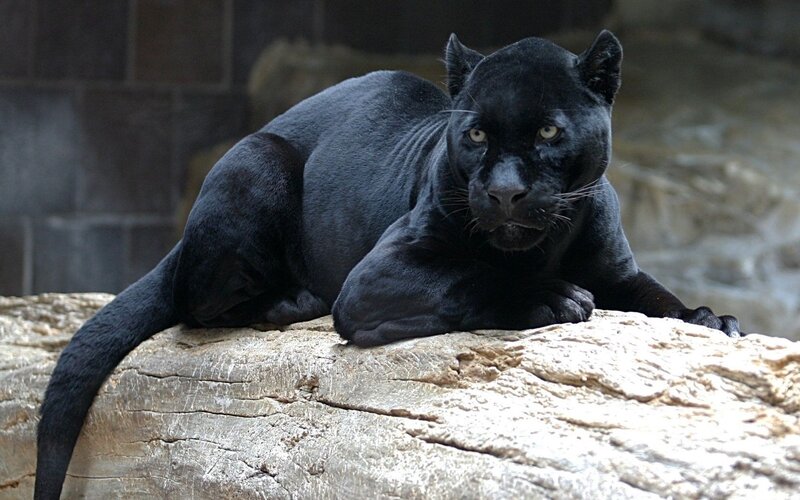 Black Panther on Log — Alert