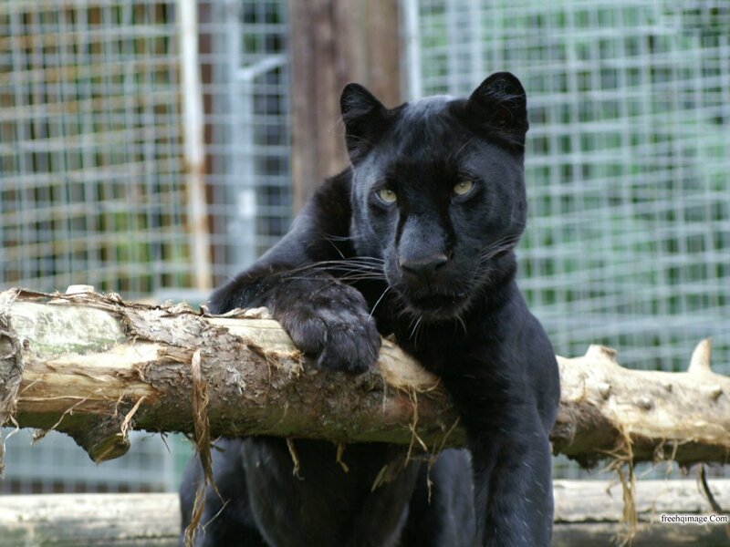 Black Panther on Log — Calm, Photograph