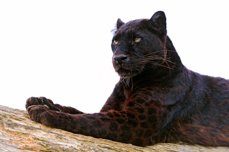 Black Panther on Log — Calm, Photograph, White Background
