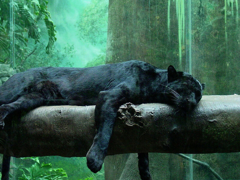 Black Panther on Log — Calm