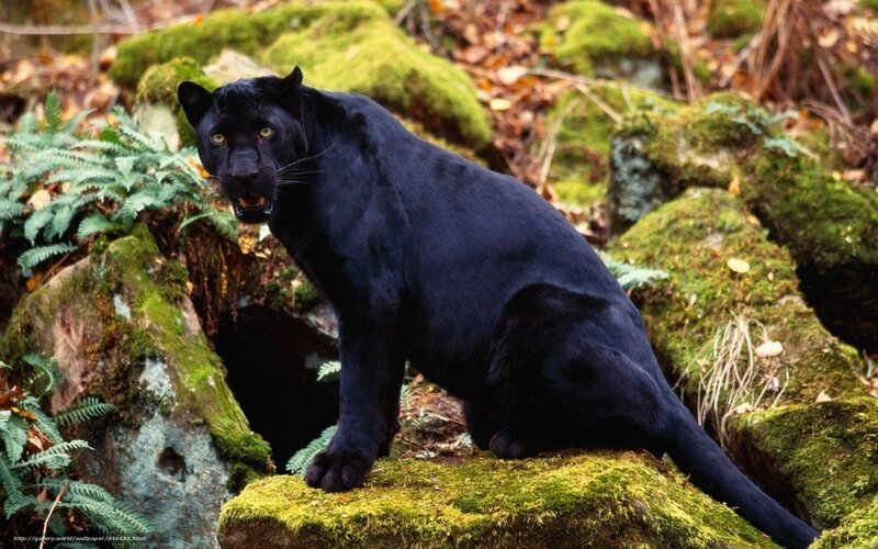 Black Panther on Mossy Rock — Alert, Autumn