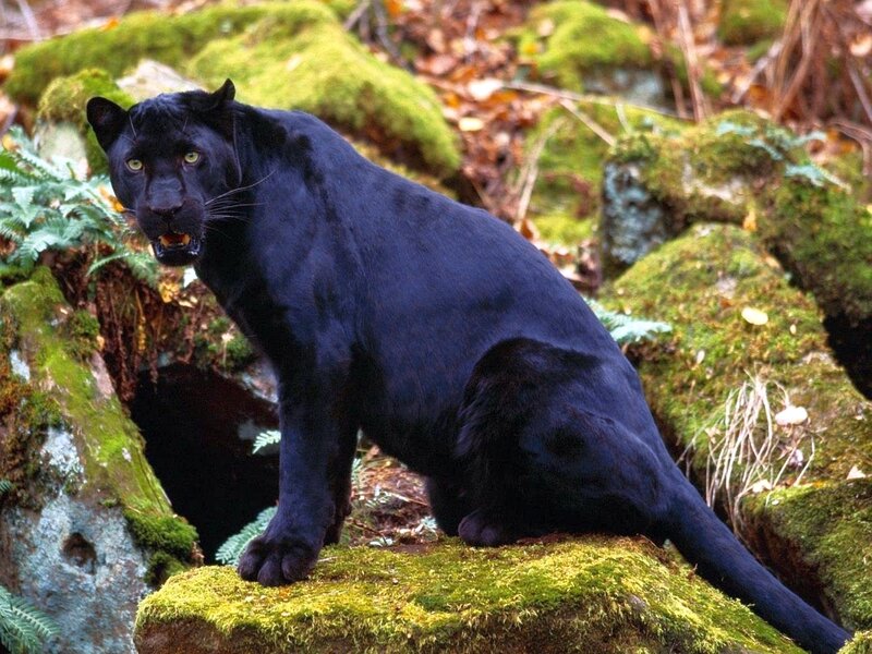 Black Panther on Mossy Rock — Alert