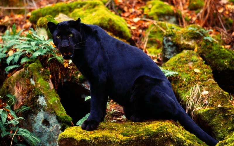 Black Panther on Mossy Rock