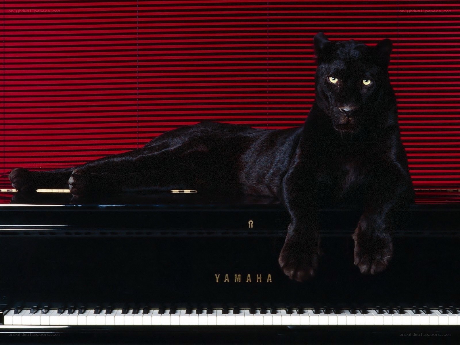 Black panther on piano