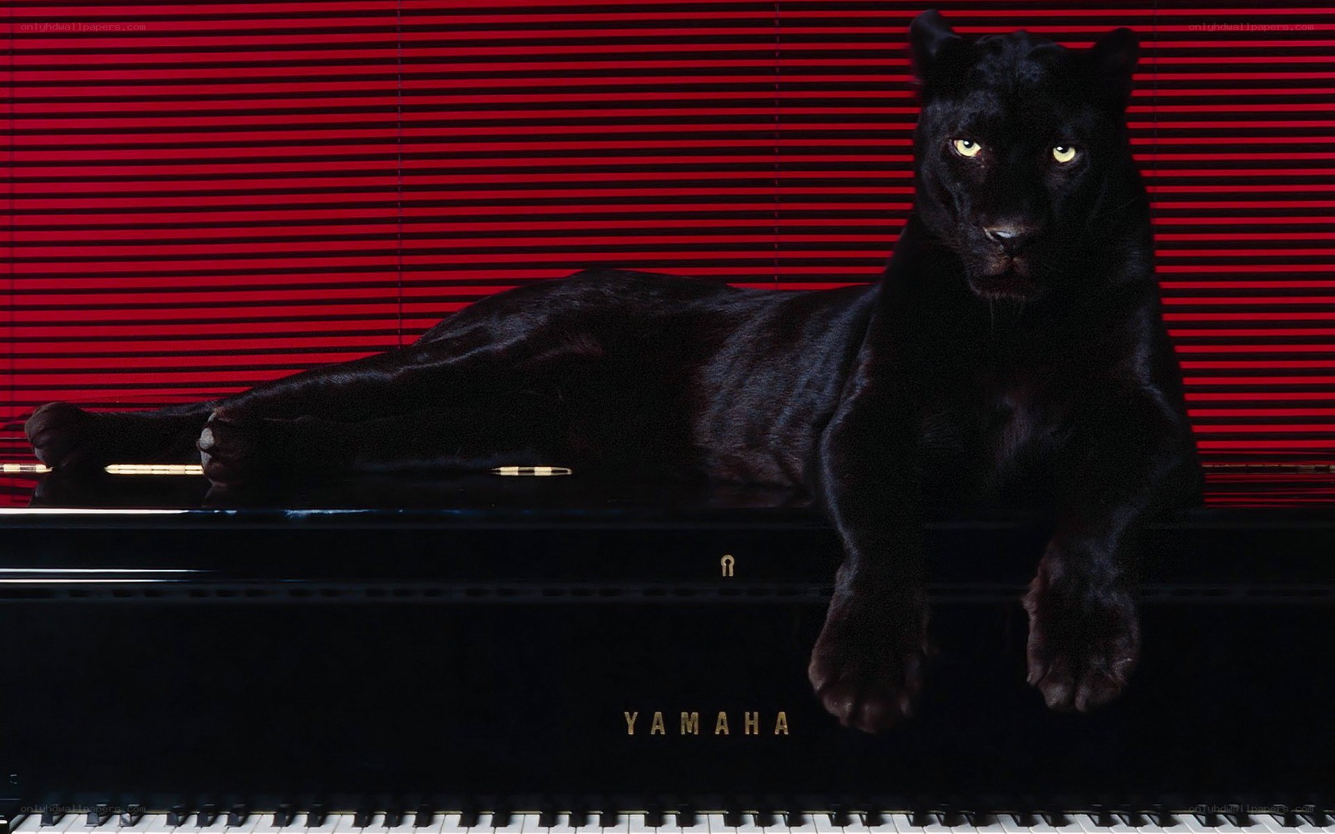 Black panther on piano