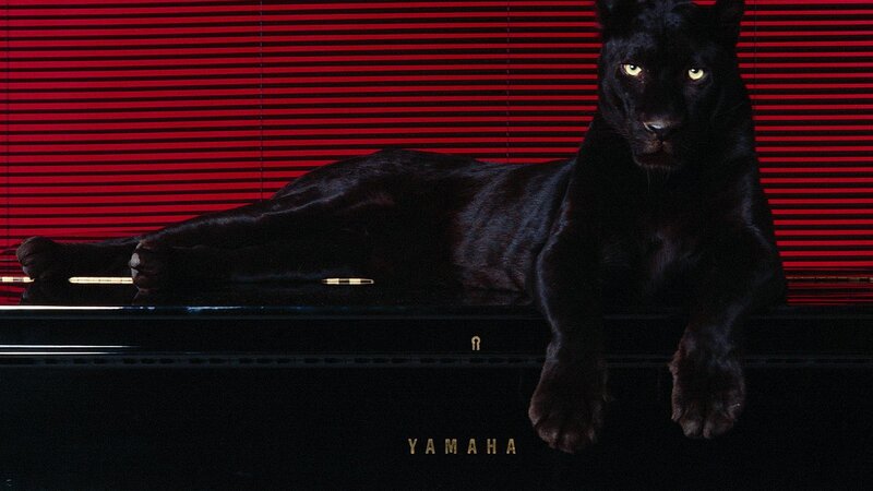 Black panther on piano