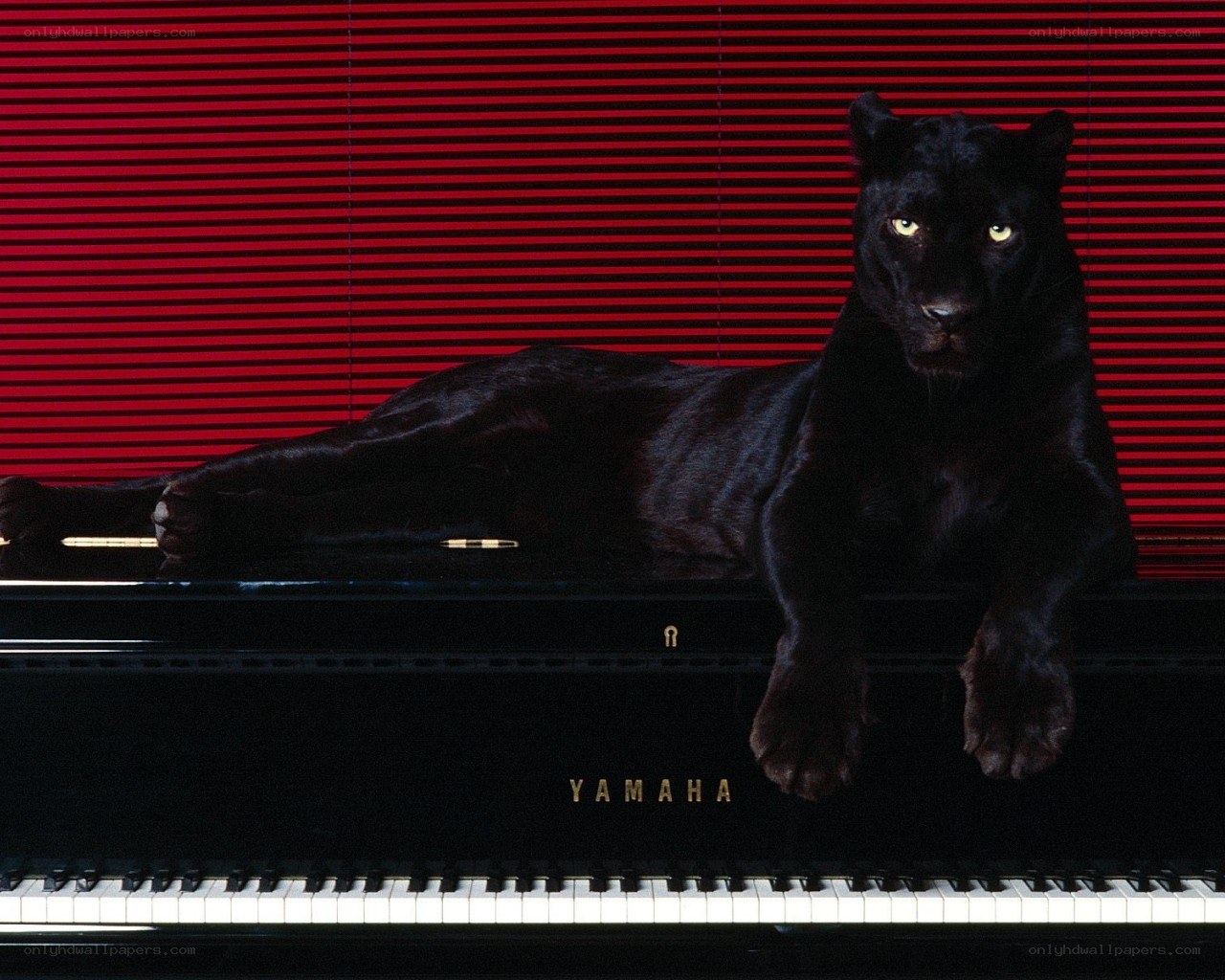 Black panther on piano