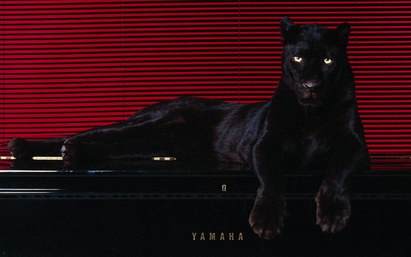 Black Panther on Piano — Dramatic, Photograph, Blinds, Yamaha, Red