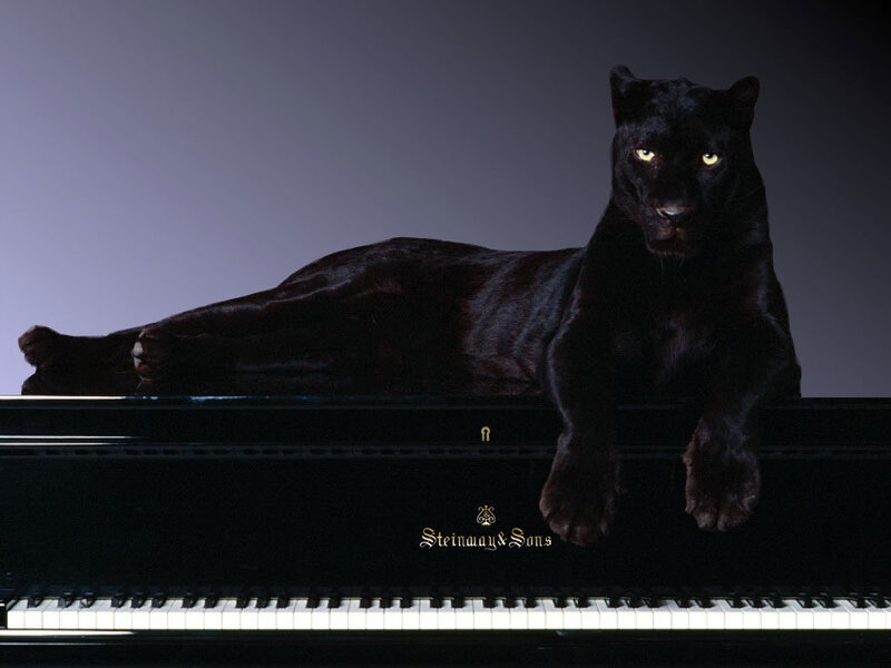 Black Panther on Piano — Dramatic, Photograph, Keyboard