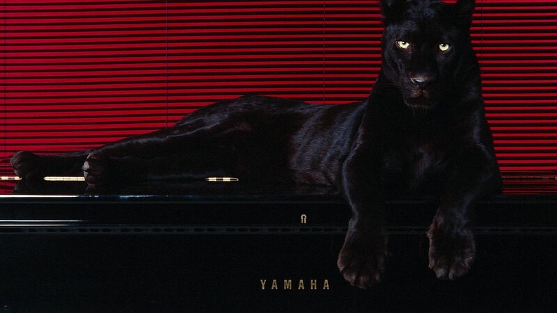 Black Panther on Piano — Photograph