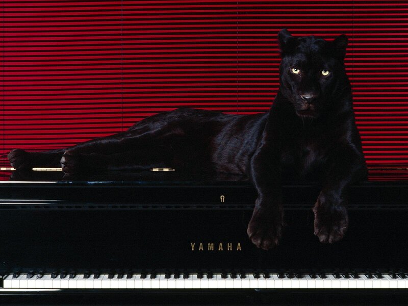 Black Panther on Piano — Red, Dramatic, Photograph