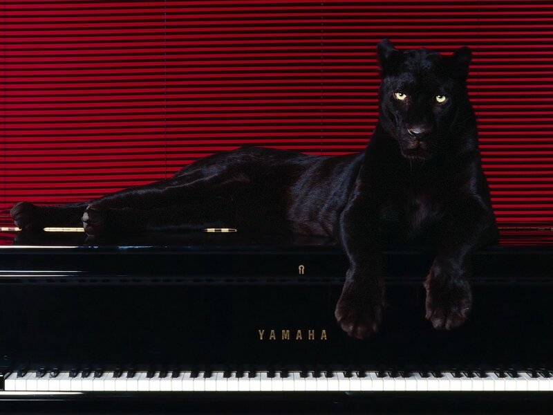 Black Panther on Piano — Red