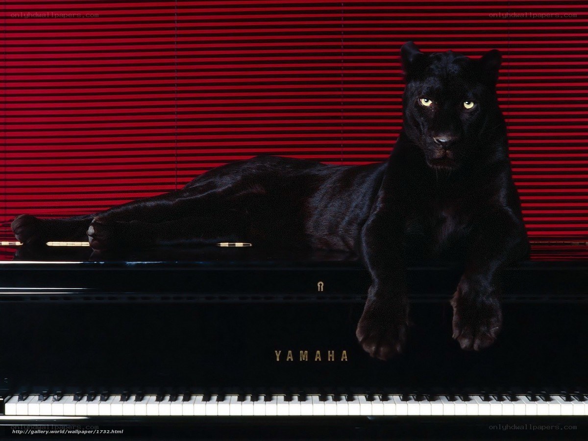 Black panther on piano