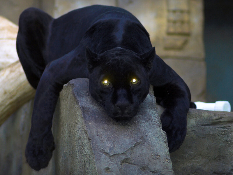 Black Panther on Rock — Alert, Photograph, Log