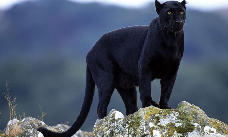 Black Panther on Rock — Alert, Photograph, Mountain, Sky