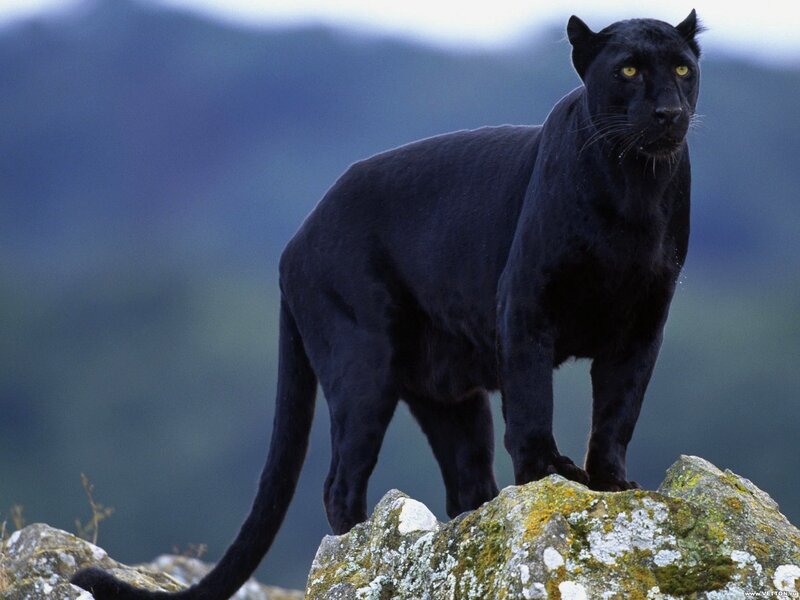 Black Panther on Rock — Alert, Photograph, Mountain, Tail