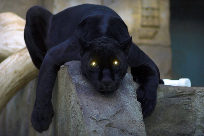 Black Panther on Rock — Alert, Photograph, Stone Structure