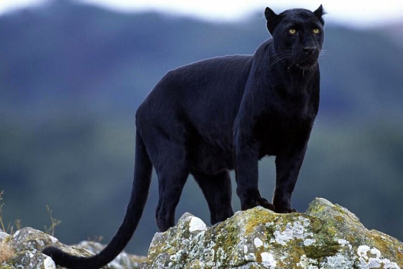 Black Panther on Rock — Alert, Photograph