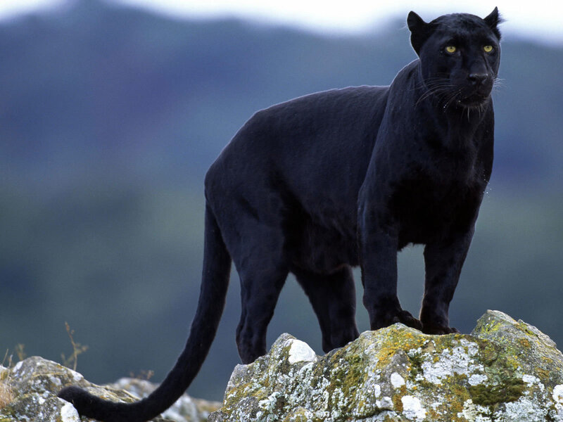 Black Panther on Rock — Alert
