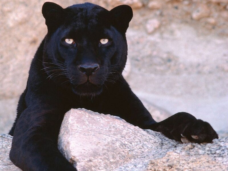 Black Panther on Rock — Calm, Afternoon
