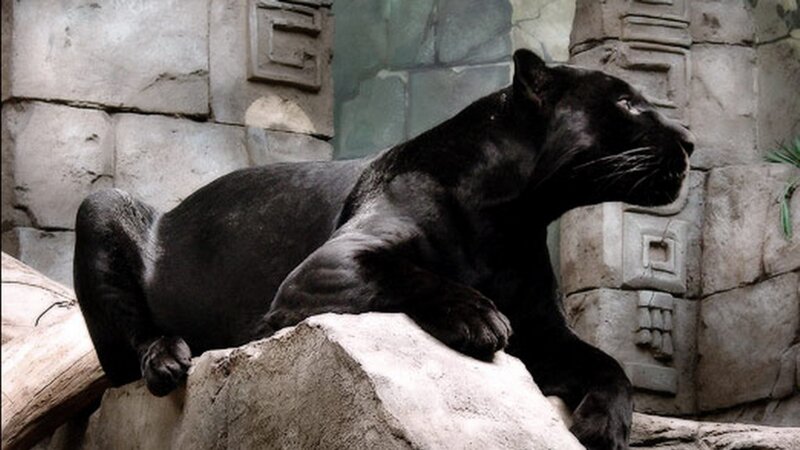 Black Panther on Rock — Calm, Photograph