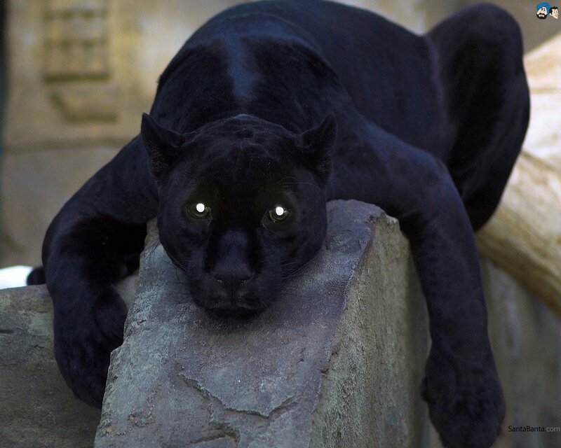 Black Panther on Rock — Calm, Photograph, Zoo Enclosure