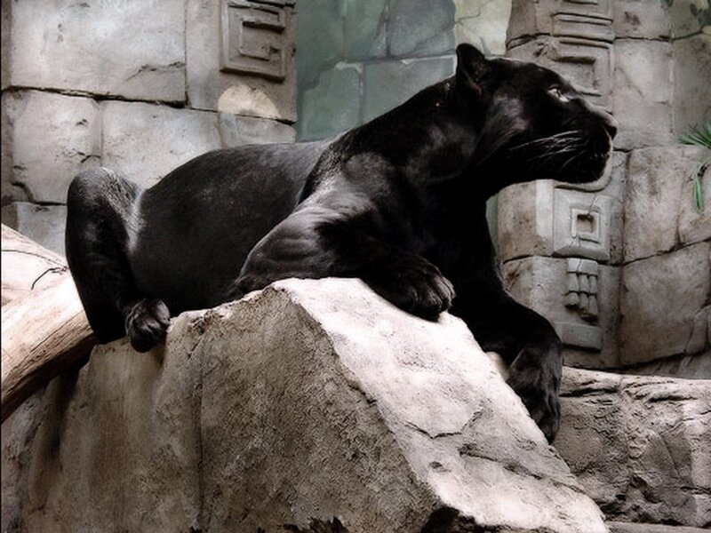 Black Panther on Rock — Calm