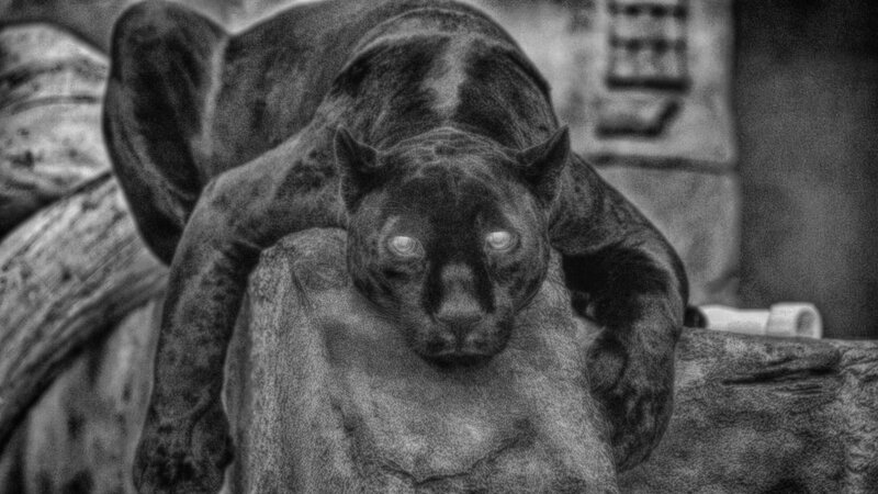 Black Panther on Rock — Dramatic, Photograph