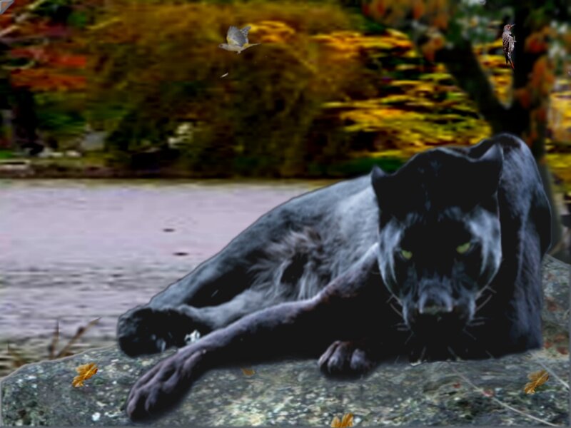 Black Panther on Rock — Dramatic