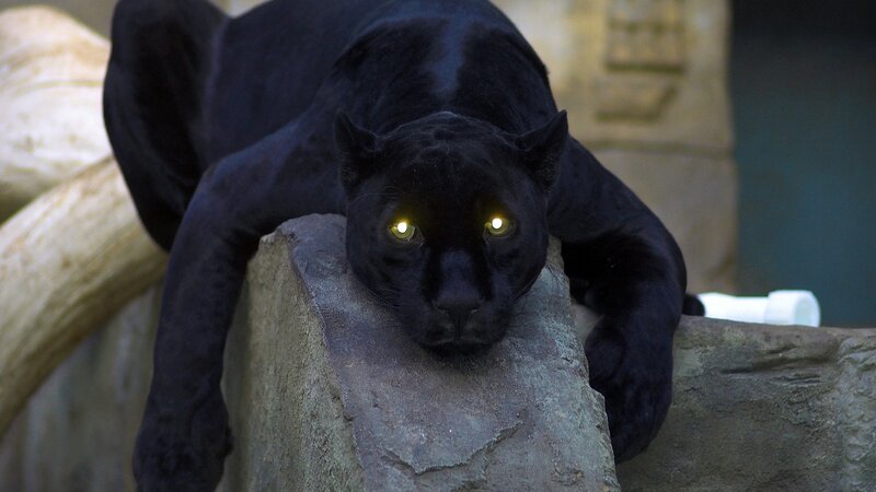 Black Panther on Rock — Photograph