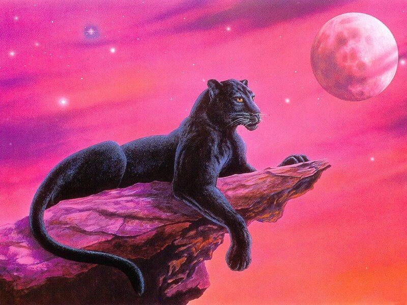 Black Panther on Rock — Pink, Dramatic