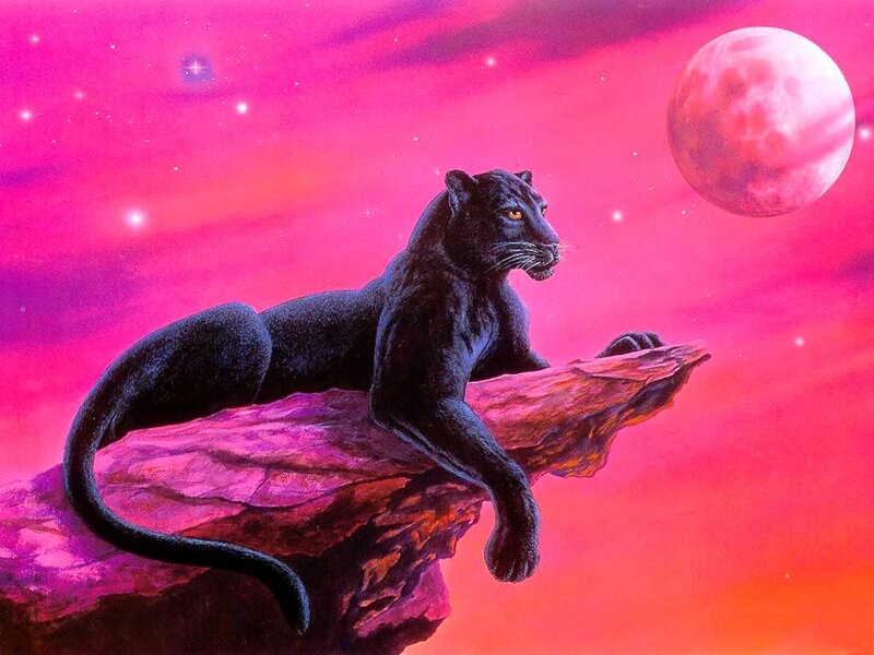 Black Panther on Rock — Pink