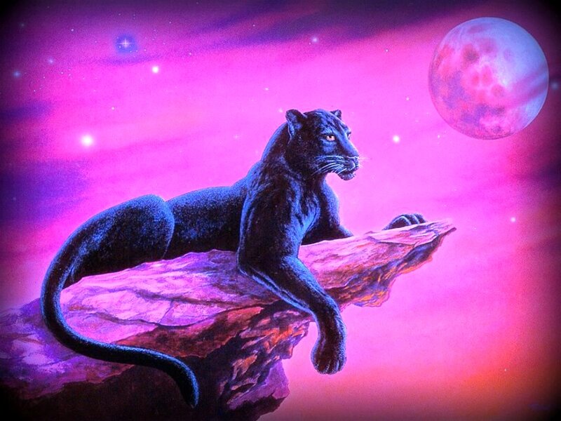Black Panther on Rock — Purple, Dramatic
