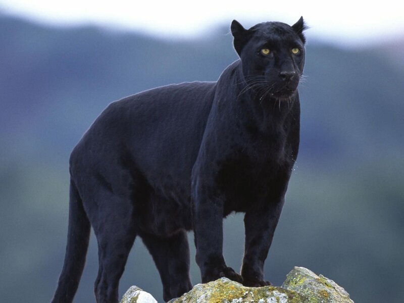 Black Panther on Rock