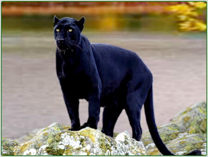 Black Panther on Rocks