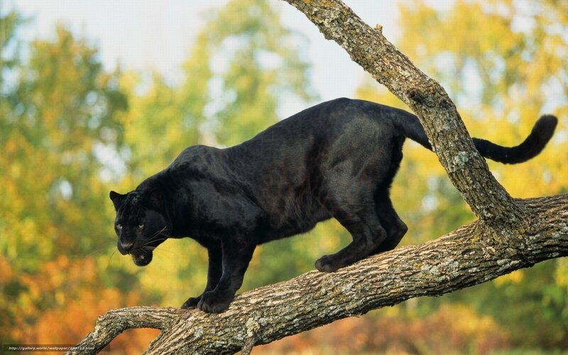 Black panther on tree branch